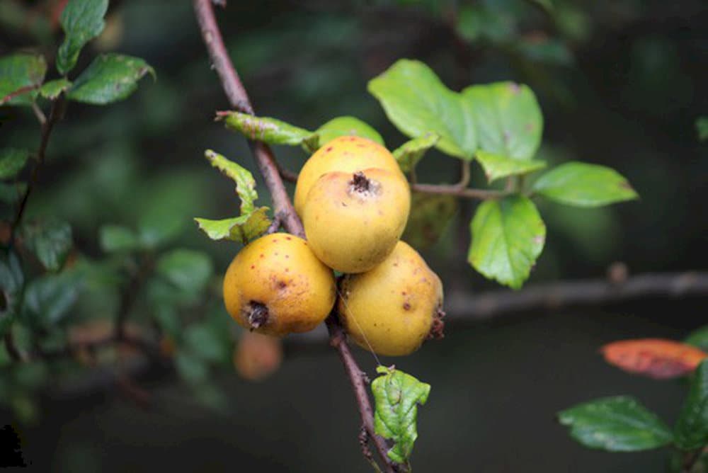 Táo mèo có vị chua nhẹ